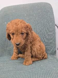 cockapoo - Photo 3