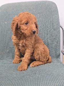 cockapoo - Photo 4