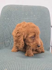 cockapoo - Photo 5