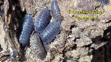 Isopods and Springtails - Photo 2