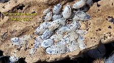 Isopods and Springtails - Photo 4