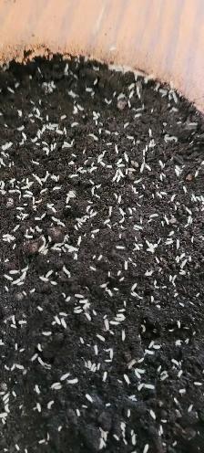 Isopods and Springtails - Photo 10