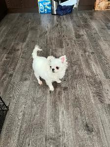 Adorable chihuahua puppy - Photo 2