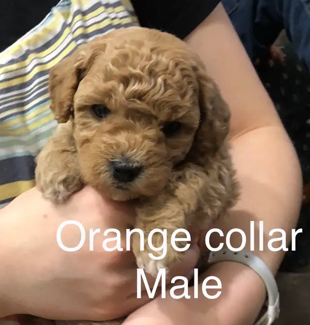 Super Sweet Poodle Bichon Puppies