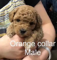 Super Sweet Poodle Bichon Puppies