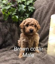 Super Sweet Poodle Bichon Puppies - Photo 2