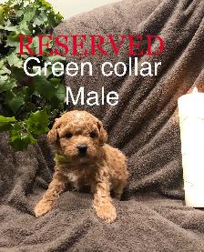 Super Sweet Poodle Bichon Puppies - Photo 3