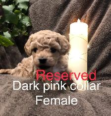 Super Sweet Poodle Bichon Puppies - Photo 4