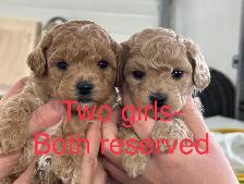 Super Sweet Poodle Bichon Puppies - Photo 5