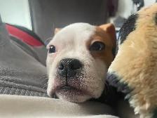 pug mini bulldog - Photo 3