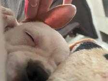 pug mini bulldog - Photo 4