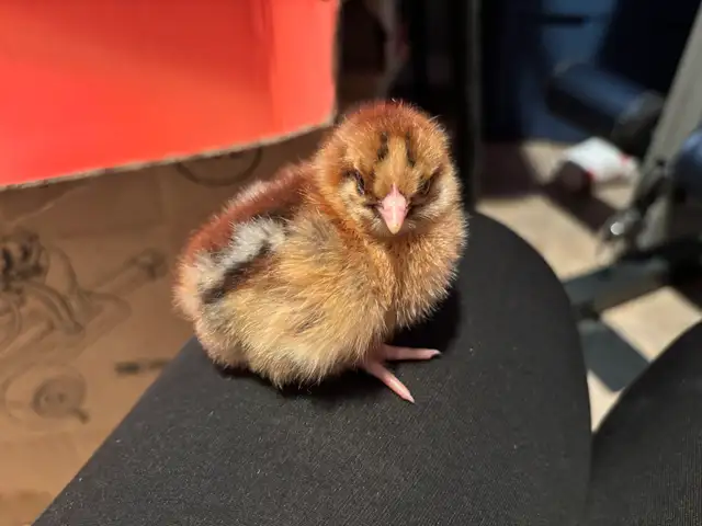 baby chicks