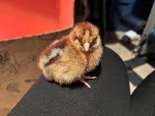 baby chicks