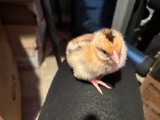 baby chicks - Photo 2