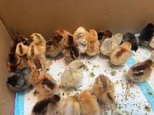 baby chicks - Photo 3