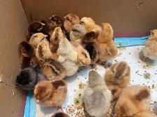 baby chicks - Photo 4