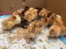 baby chicks - Photo 5