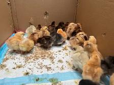 baby chicks - Photo 6
