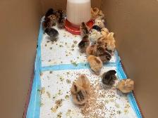 baby chicks - Photo 7