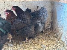 Hens and roosters - Photo 2