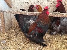 Hens and roosters - Photo 6