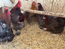 Hens and roosters - Photo 7