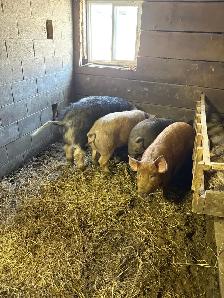 pigs for sale - Photo 2