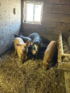 pigs for sale - Photo 3