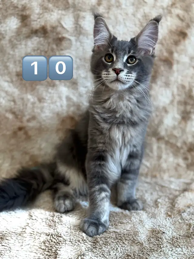 5 Chatons Maine Coon enr prête a quitter