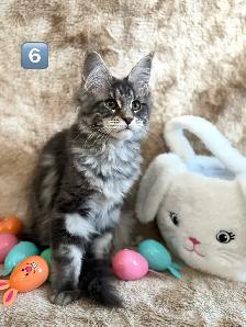 5 Chatons Maine Coon enr prête a quitter - Photo 2