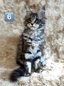 5 Chatons Maine Coon enr prête a quitter - Photo 3