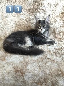 5 Chatons Maine Coon enr prête a quitter - Photo 4