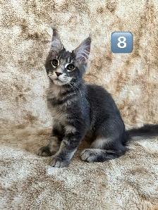 5 Chatons Maine Coon enr prête a quitter - Photo 5