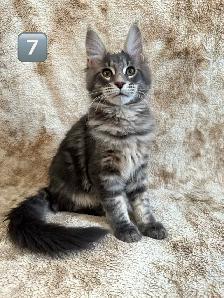 5 Chatons Maine Coon enr prête a quitter - Photo 6