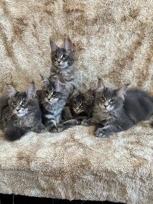 5 Chatons Maine Coon enr prête a quitter - Photo 7