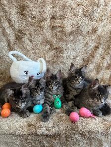 5 Chatons Maine Coon enr prête a quitter - Photo 8