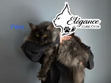 5 Chatons Maine Coon enr prête a quitter - Photo 9
