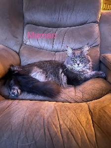 5 Chatons Maine Coon enr prête a quitter - Photo 10