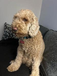 MINIATURE GOLDEN DOODLE PUPPIES FOR SALE