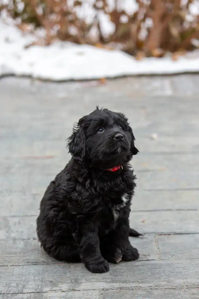 Golden Mountain Dog Puppies