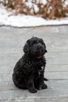 Golden Mountain Dog Puppies