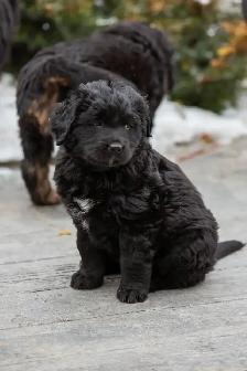 Golden Mountain Dog Puppies - Photo 2