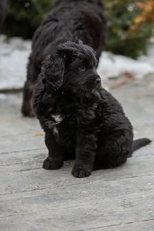 Golden Mountain Dog Puppies - Photo 3