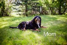 Golden Mountain Dog Puppies - Photo 4