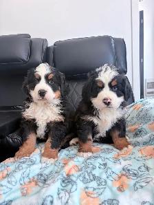 Chiot Chien Bouvier Bernois