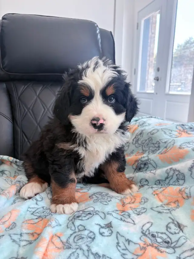 Chiot Chien Bouvier Bernois - Photo 2