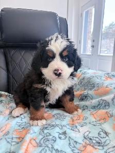 Chiot Chien Bouvier Bernois - Photo 2