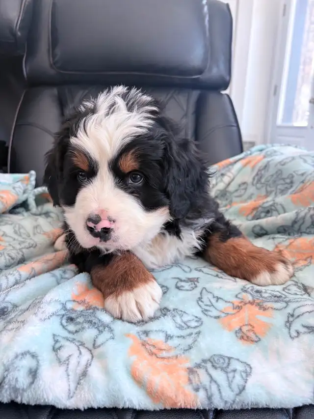 Chiot Chien Bouvier Bernois - Photo 3