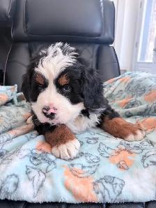 Chiot Chien Bouvier Bernois - Photo 3