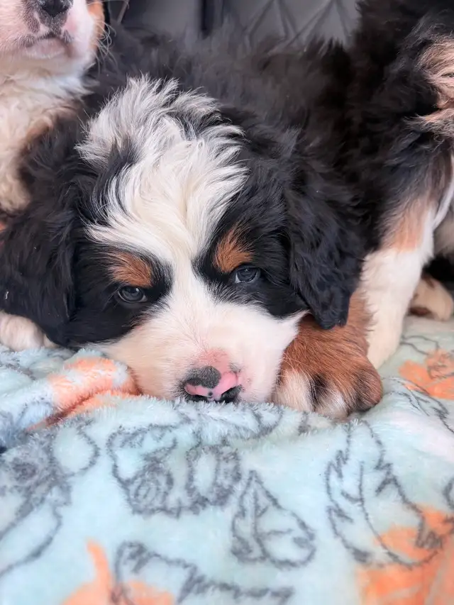 Chiot Chien Bouvier Bernois - Photo 4